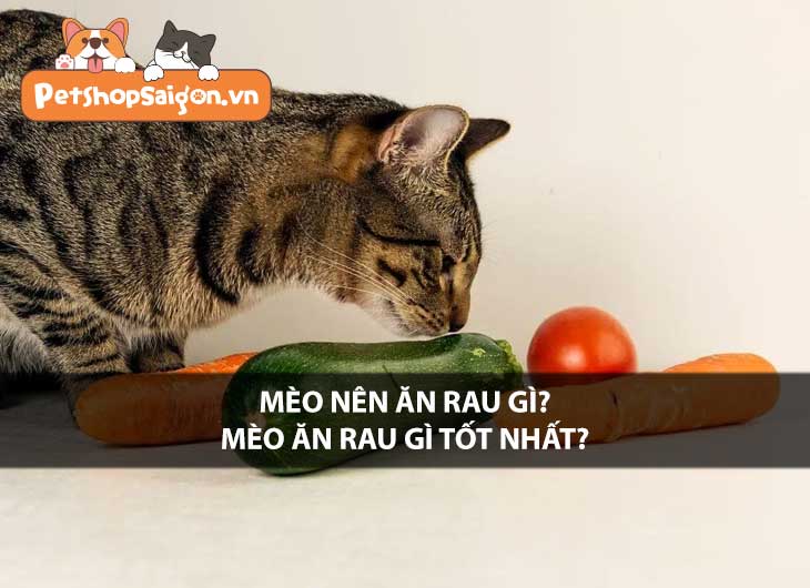 Mèo nên ăn rau gì? Mèo ăn rau gì tốt nhất?