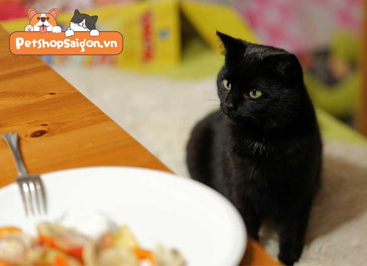 Mèo nên ăn rau gì
