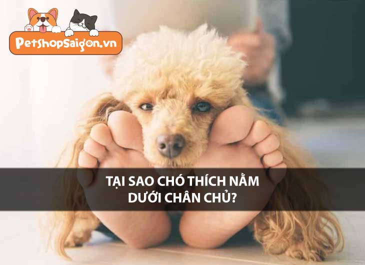 Tại sao chó thích nằm dưới chân chủ?