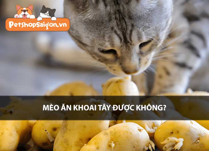 Mèo ăn khoai tây được không?