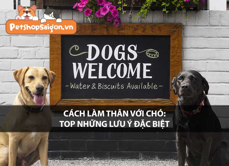 Cách làm thân với chó: Top những lưu ý đặc biệt