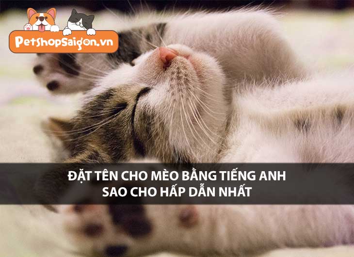 Đặt tên cho mèo bằng tiếng Anh sao cho hấp dẫn nhất?