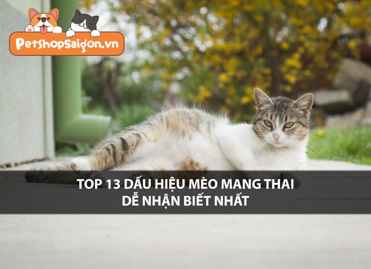 Top 13 dấu hiệu mèo mang thai dễ nhận biết nhất