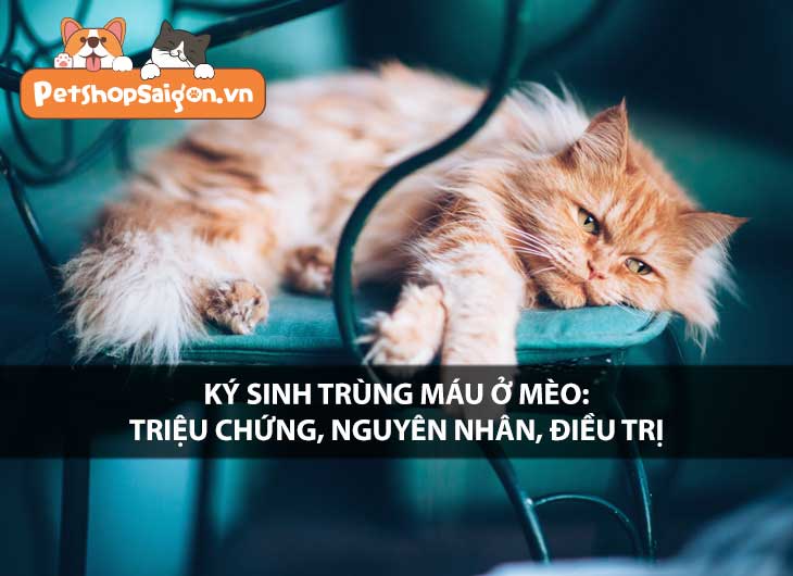 Ký sinh trùng máu ở mèo: Triệu chứng, nguyên nhân, điều trị