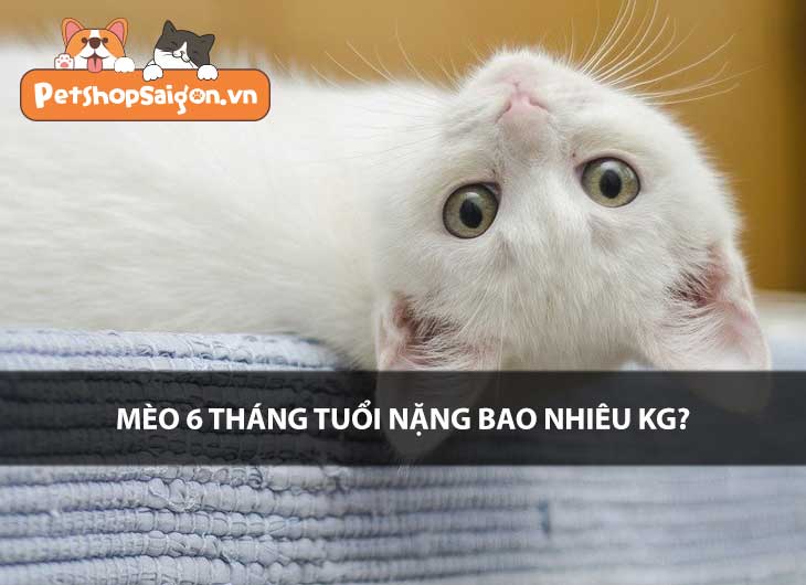 Mèo 6 tháng tuổi bao nhiêu kg?