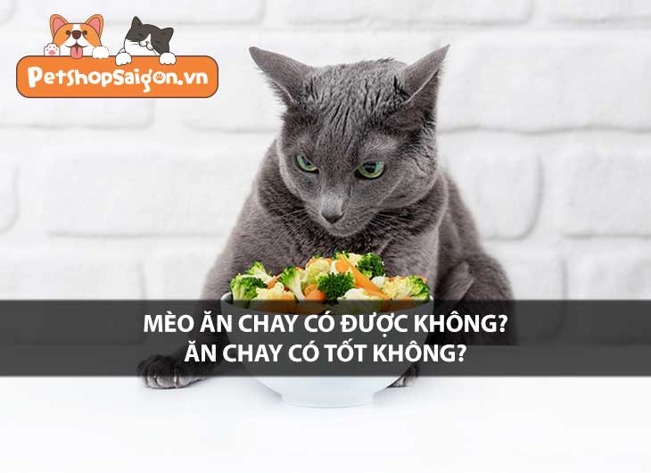 Mèo ăn chay có được không? Ăn chay có tốt không?