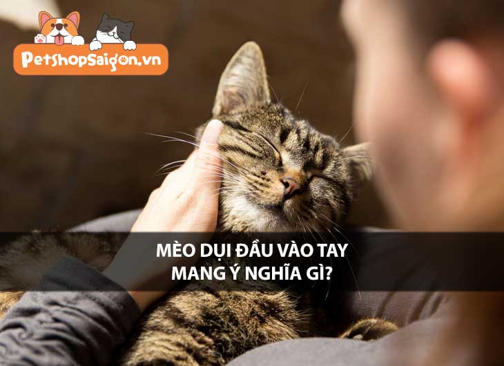 Mèo dụi đầu vào tay mang ý nghĩa gì?