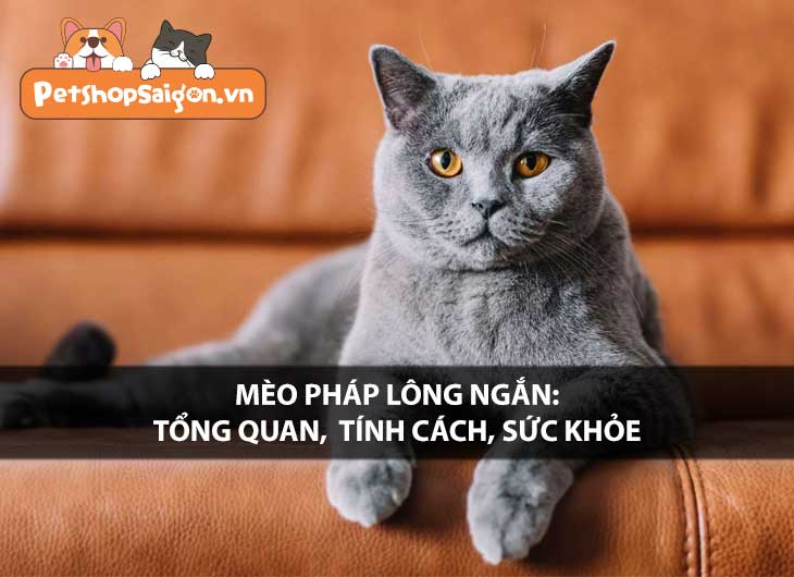 Mèo Pháp lông ngắn: Tổng quan, tính cách, sức khỏe