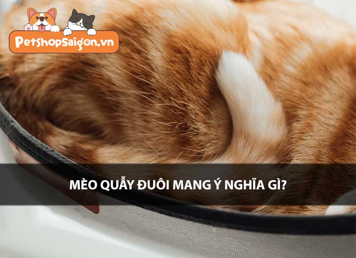 Mèo quẫy đuôi mang ý nghĩa gì?