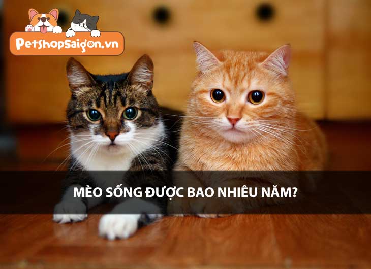 Mèo sống được bao nhiêu năm?