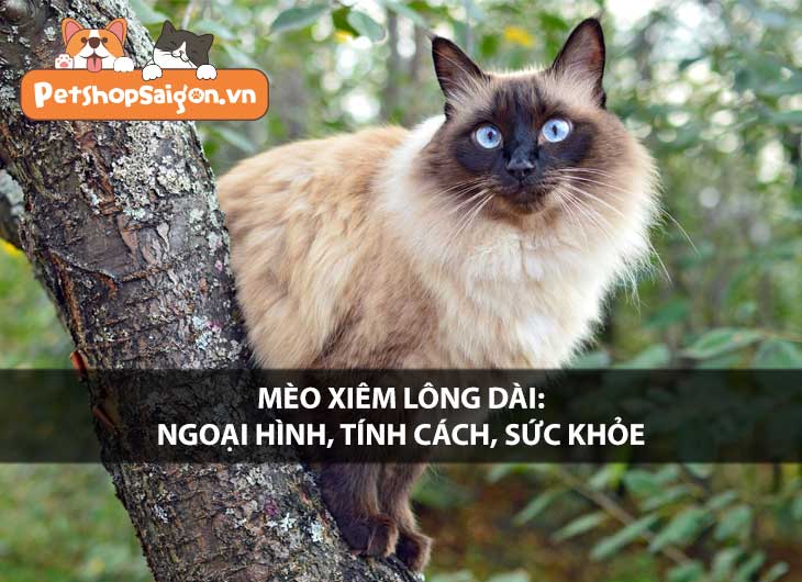 Mèo Xiêm lông dài: Ngoại hình, tính cách, sức khỏe