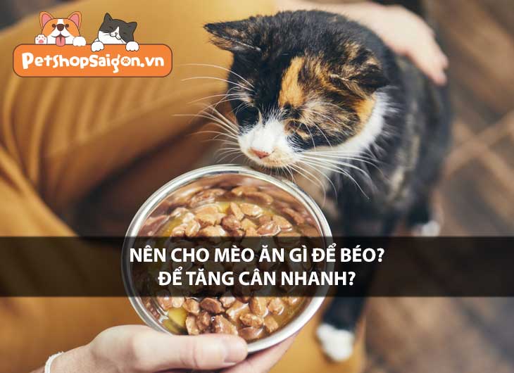 Nên cho mèo ăn gì để béo, để tăng cân nhanh?