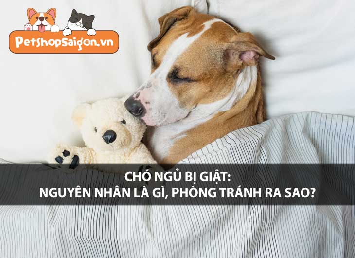 Chó ngủ bị giật: Nguyên nhân là gì, phòng tránh ra sao?