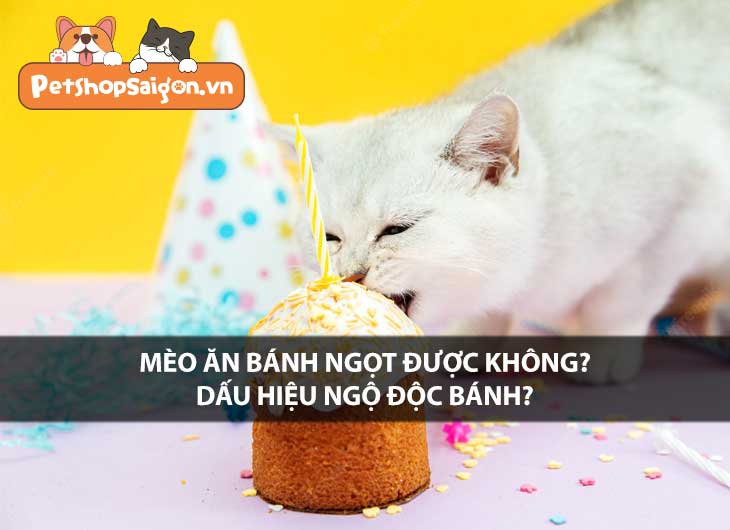 Mèo ăn bánh ngọt được không? Dấu hiệu ngộ độc bánh?