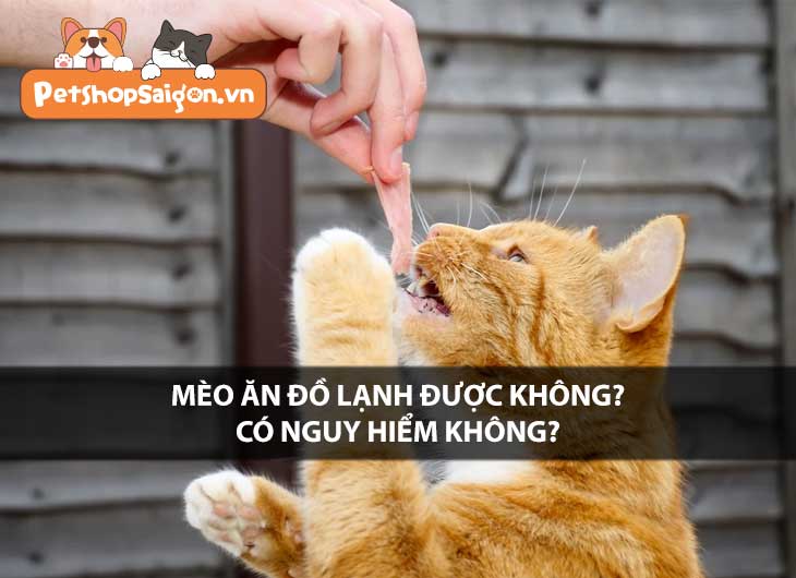 Mèo ăn đồ lạnh được không? Có nguy hiểm không?