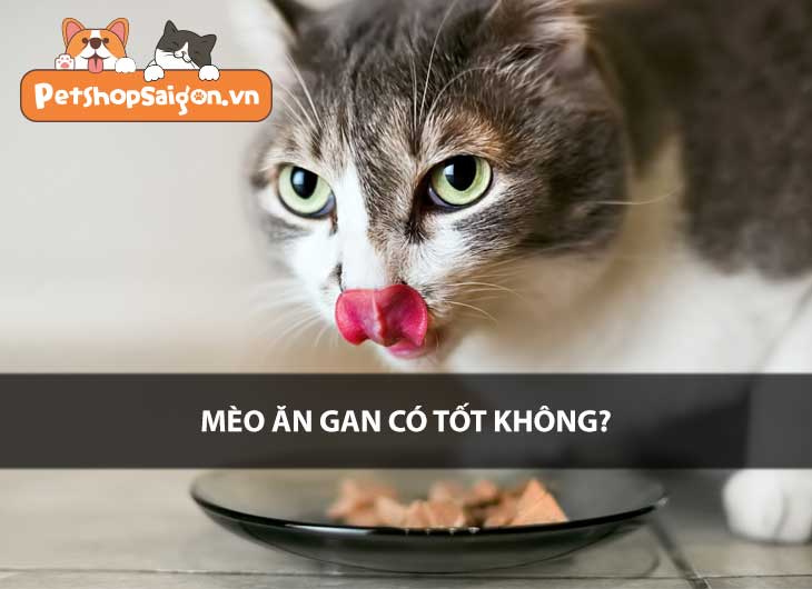 Mèo ăn gan có tốt không?