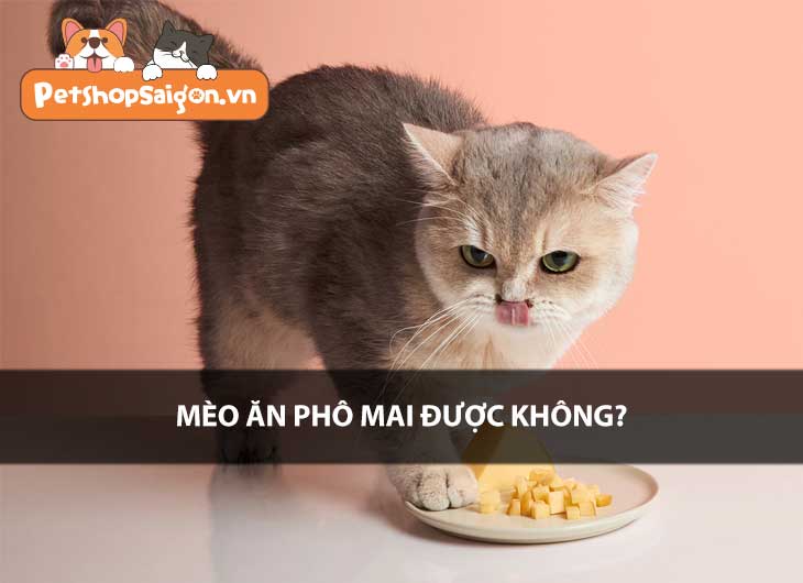 Mèo ăn phô mai được không?