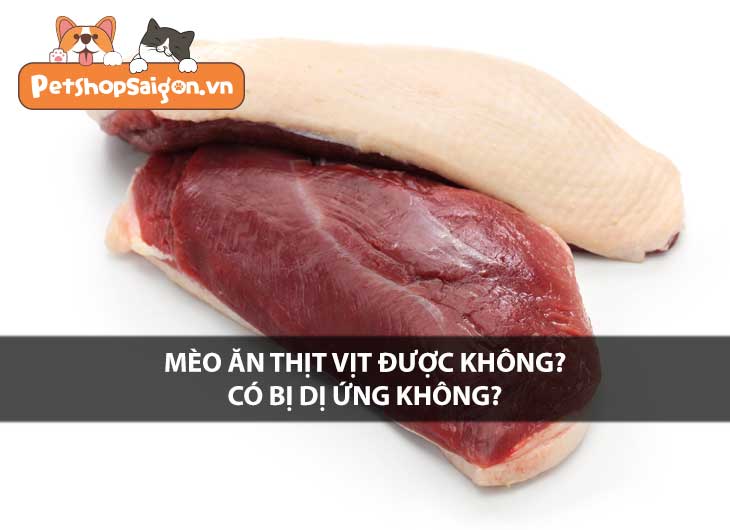 Mèo ăn thịt vịt được không? Có bị dị ứng không?