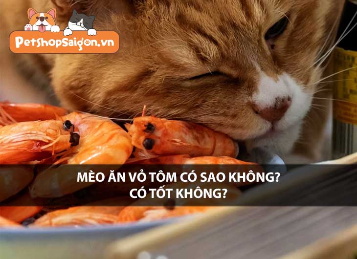 Mèo ăn vỏ tôm có sao không? Có tốt không?