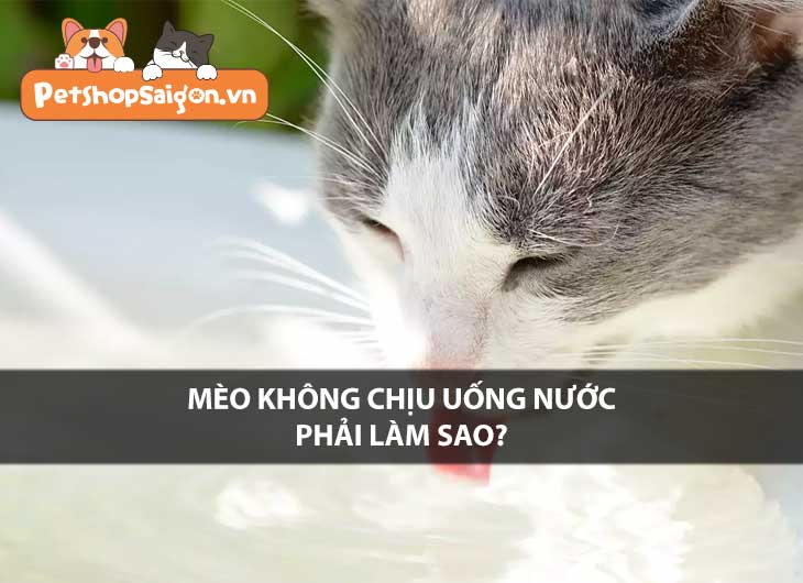 Mèo không chịu uống nước phải làm sao?