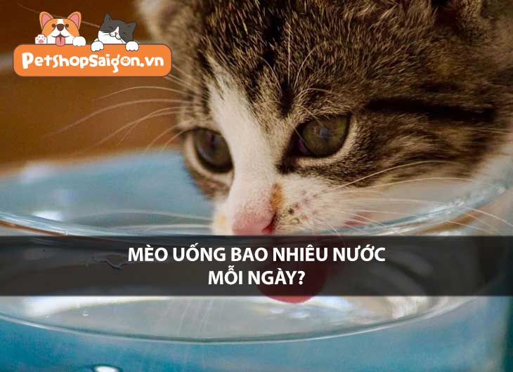 Mèo uống bao nhiêu nước mỗi ngày?