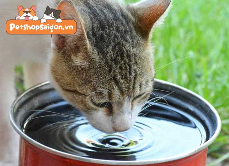 Mèo uống bao nhiêu nước mỗi ngày