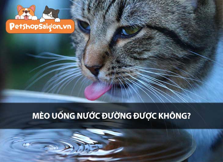 Mèo uống nước đường được không?