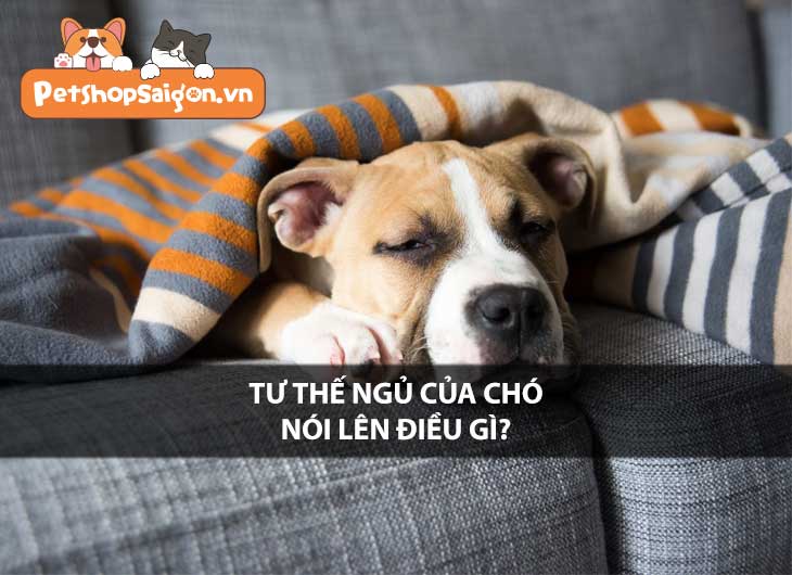 Tư thế ngủ của chó nói lên điều gì?