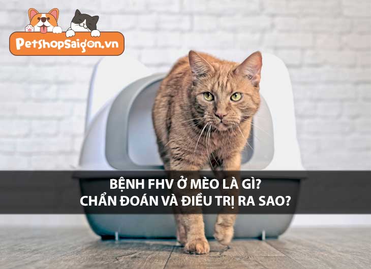 Bệnh FHV ở mèo là gì? Chẩn đoán và điều trị ra sao?