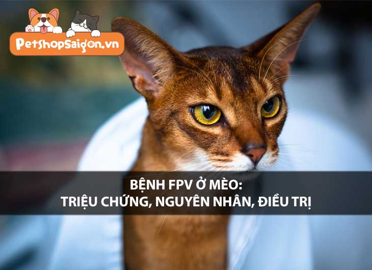 Bệnh FPV ở mèo: Triệu chứng, nguyên nhân, điều trị