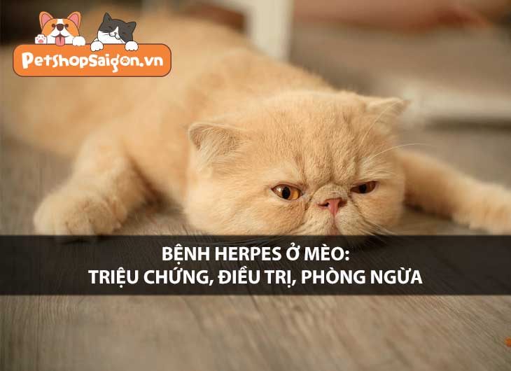 Bệnh Herpes ở mèo: Triệu chứng, điều trị, phòng ngừa