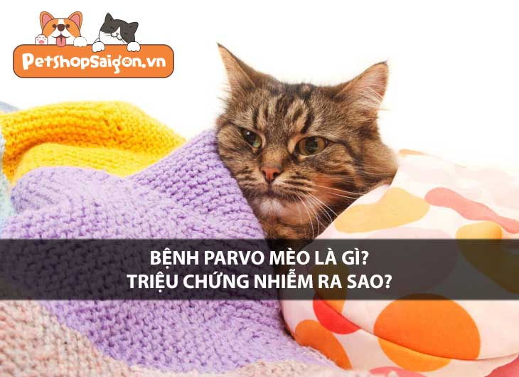 Bệnh Parvo mèo là gì? Triệu chứng nhiễm ra sao?