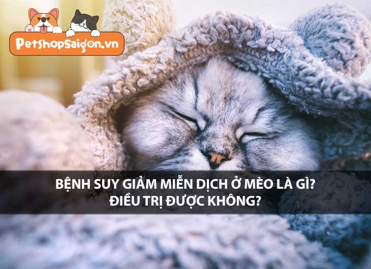 Bệnh suy giảm miễn dịch ở mèo là gì? Điều trị được không?