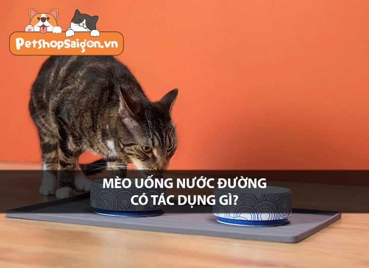 Cho mèo uống nước đường có tác dụng gì?