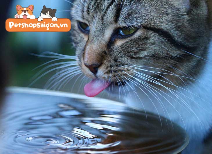 Cho mèo uống nước đường có tác dụng gì