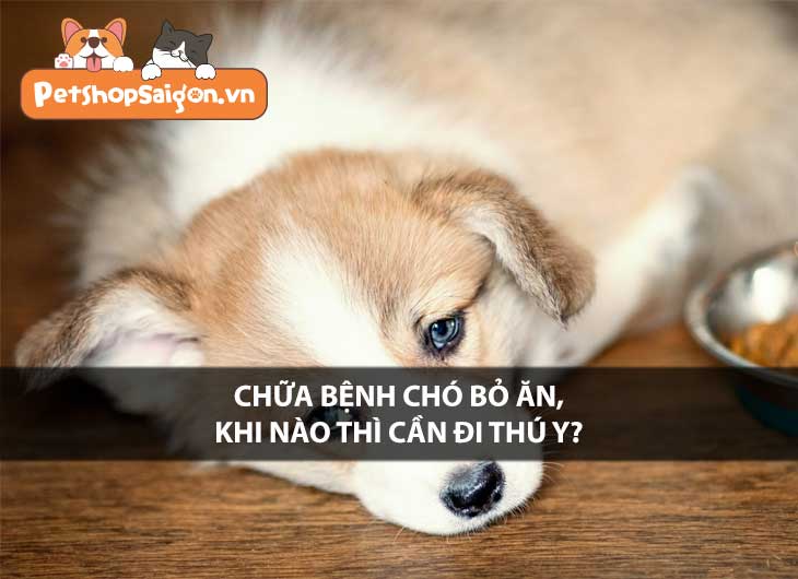 Chữa bệnh chó bỏ ăn, khi nào thì cần đi thú y?