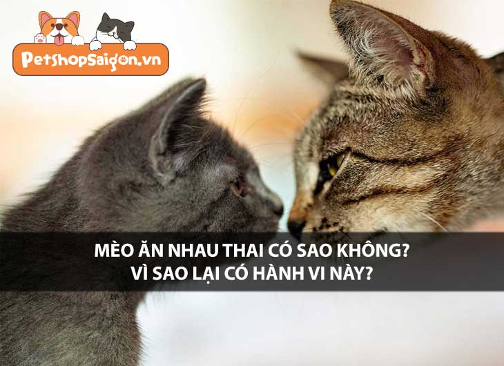 Mèo ăn nhau thai có sao không? Vì sao lại có hành vi này?