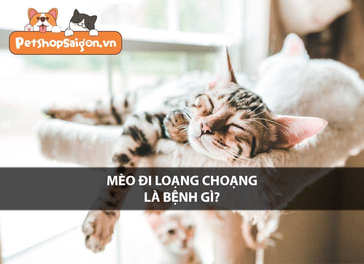 Mèo đi loạng choạng là bệnh gì?