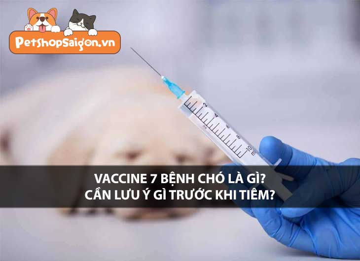 Vaccine 7 bệnh chó là gì? Cần lưu ý gì trước khi tiêm?