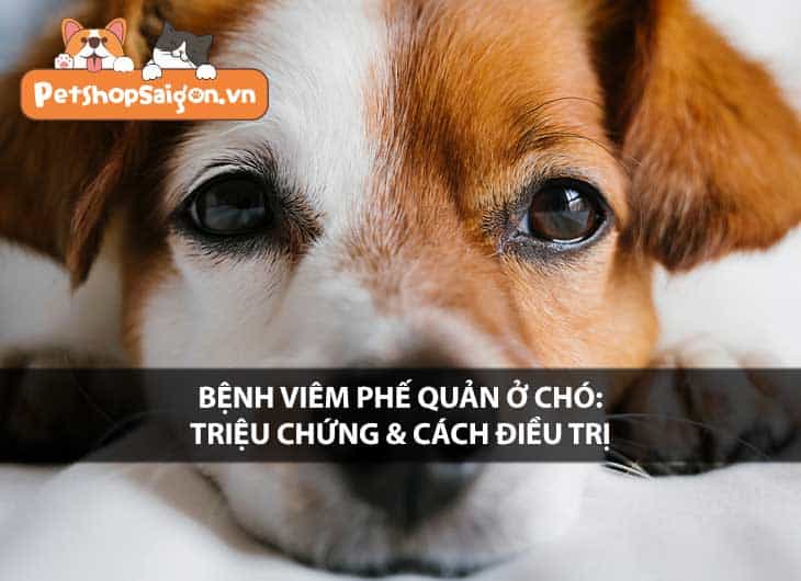 Bệnh viêm phế quản ở chó: Triệu chứng và cách điều trị