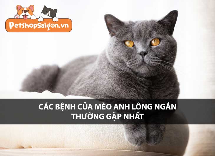 Các bệnh của mèo Anh lông ngắn thường gặp nhất