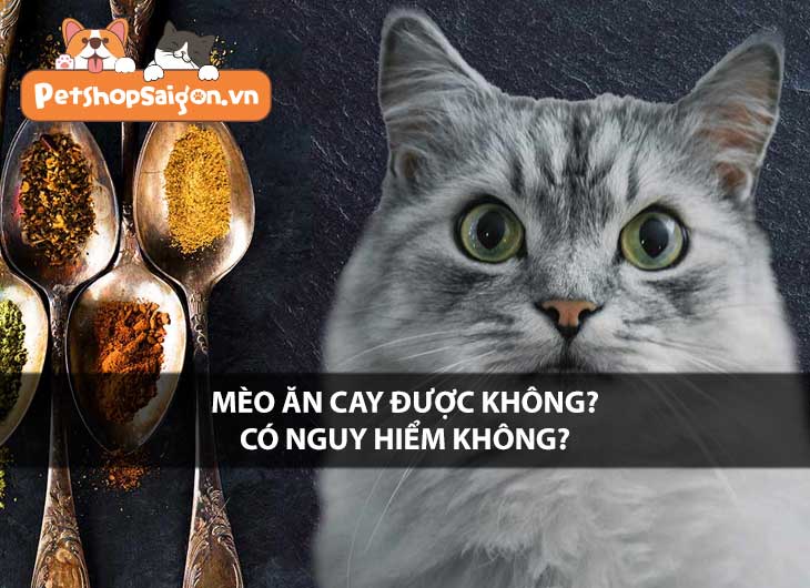 Mèo ăn cay được không? Có nguy hiểm không?