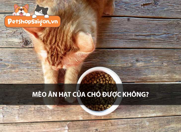 Mèo ăn hạt của chó được không?