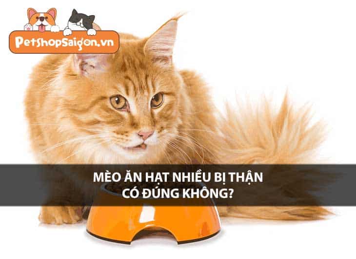 Mèo ăn hạt nhiều bị thận có đúng không?