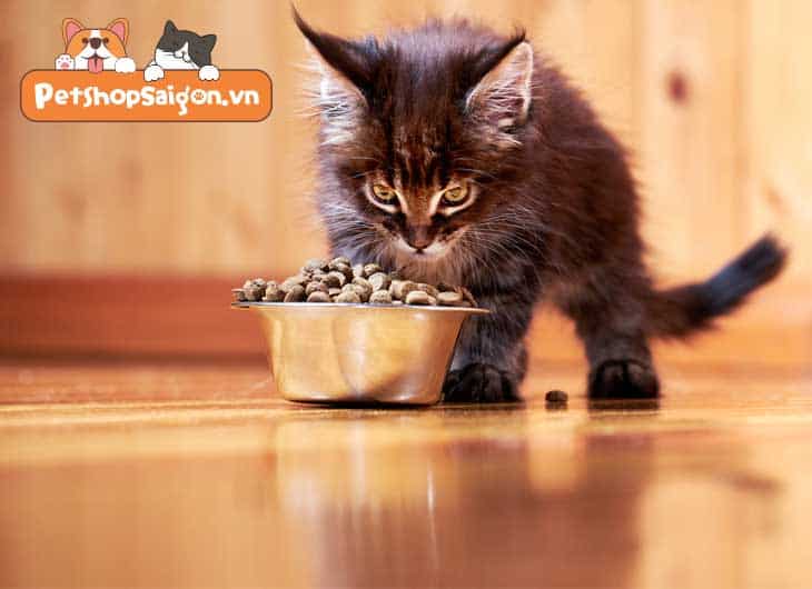 Mèo ăn hạt nhiều bị thận