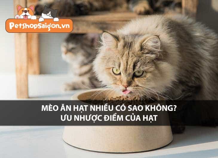 Mèo ăn hạt nhiều có sao không? Ưu nhược điểm của hạt