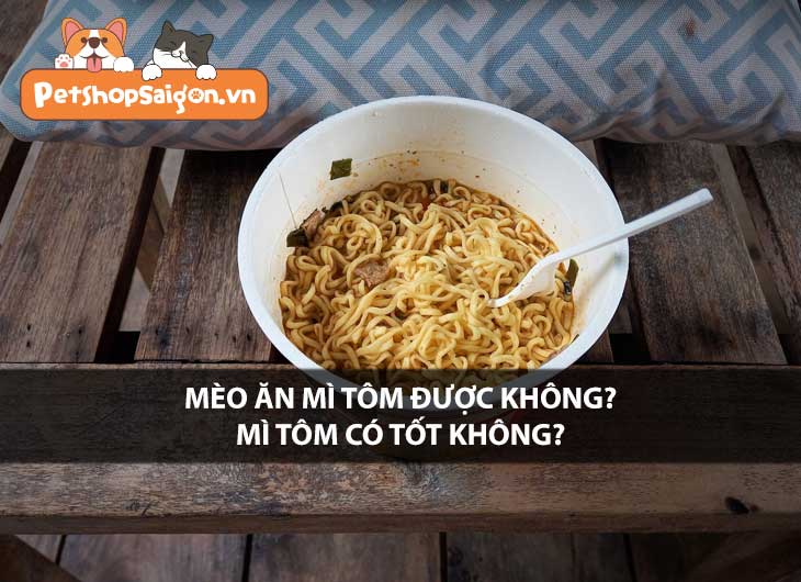 Mèo ăn mì tôm được không? Mì tôm có tốt không?