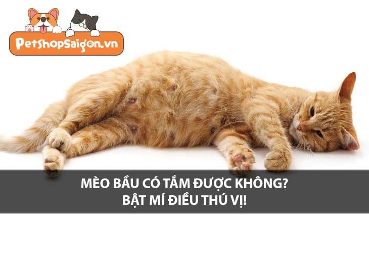 Mèo bầu có tắm được không? Bật mí điều thú vị