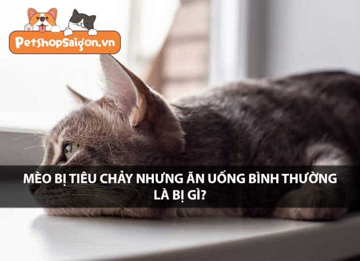 Mèo bị tiêu chảy nhưng vẫn ăn uống bình thường là bị gì?