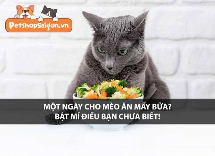 Một ngày cho mèo ăn mấy bữa? Bật mí điều bạn chưa biết!